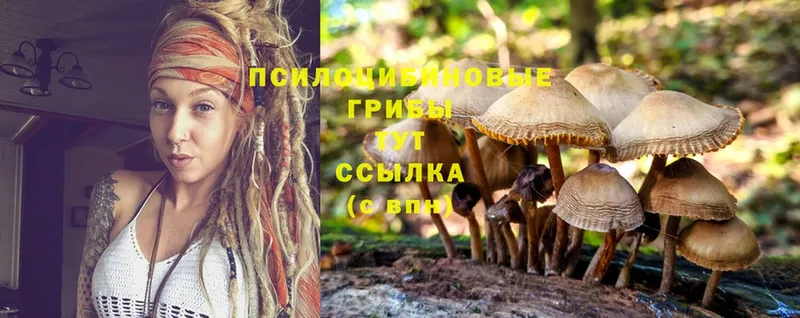 Псилоцибиновые грибы Cubensis  Велиж 